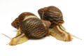 Cochlitoma varicosa F2 Gonubia, South Africa, semiadult, 5 cm
